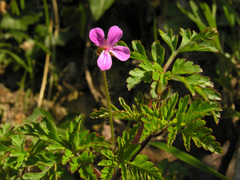 Geranium purpureum
