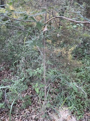 Celtis reticulata