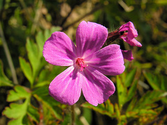Geranium purpureum