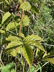 Agrimonia gryposepala