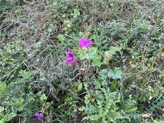 Malva sylvestris mauritiana