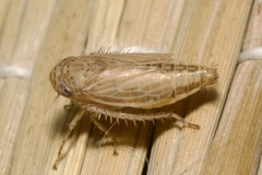 Streptanus aemulans