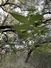 Celtis reticulata