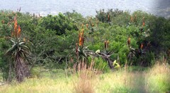 Aloe africana
