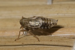 Dicranotropis hamata