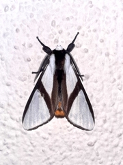 Turuptiana obliqua
