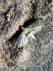 Lathrotelinae