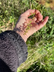 Agrimonia gryposepala