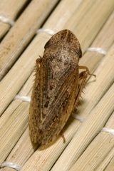 Aphrodes makarovi