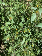 Bidens frondosa