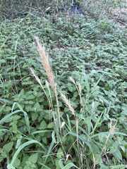 Elymus virginicus