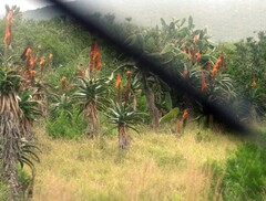 Aloe africana