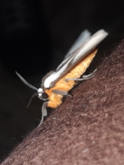 Turuptiana obliqua