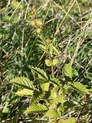 Agrimonia gryposepala