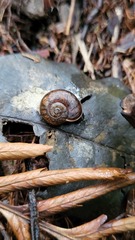 Austrorhytida capillacea