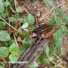 Teleogryllus occipitalis