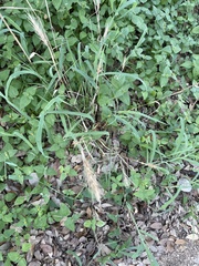 Elymus virginicus