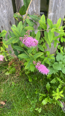 Spiraea douglasii
