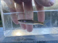 Clinostomus elongatus