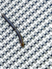 Cylindroiulus caeruleocinctus