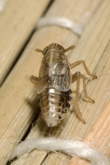 Dicranotropis hamata