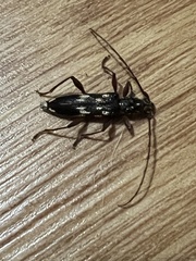 Cerambycidae