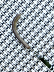 Cylindroiulus caeruleocinctus