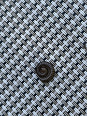 Cylindroiulus caeruleocinctus