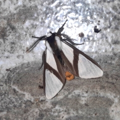 Turuptiana obliqua
