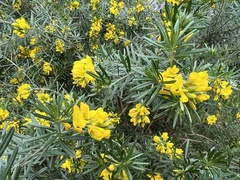 Genista linifolia