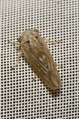 Idiocerus stigmaticalis