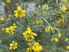 Genista linifolia