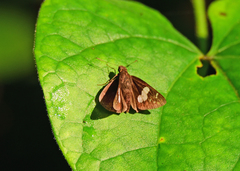 Notocrypta curvifascia