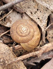 Sauroconcha corneovirens
