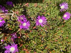 Carpobrotus rossii