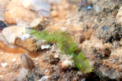 Phyllodocidae