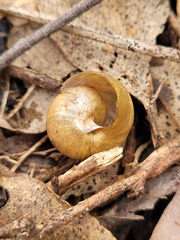 Sauroconcha corneovirens