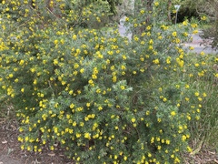 Genista linifolia