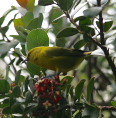 Chlorodrepanis virens wilsoni