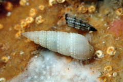 Cacozeliana granarium