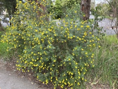 Genista linifolia