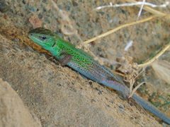Lacerta strigata