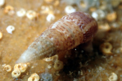 Cacozeliana granarium
