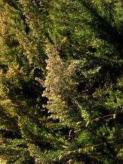 Erica arborea