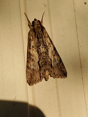 Melipotis acontioides