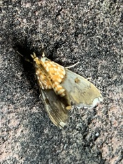 Agrotera