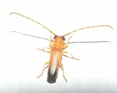 Cerambycoidea