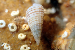 Cacozeliana granarium