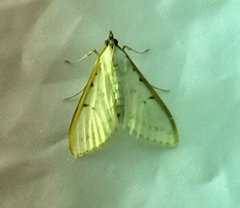 Palpita