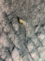 Agrotera